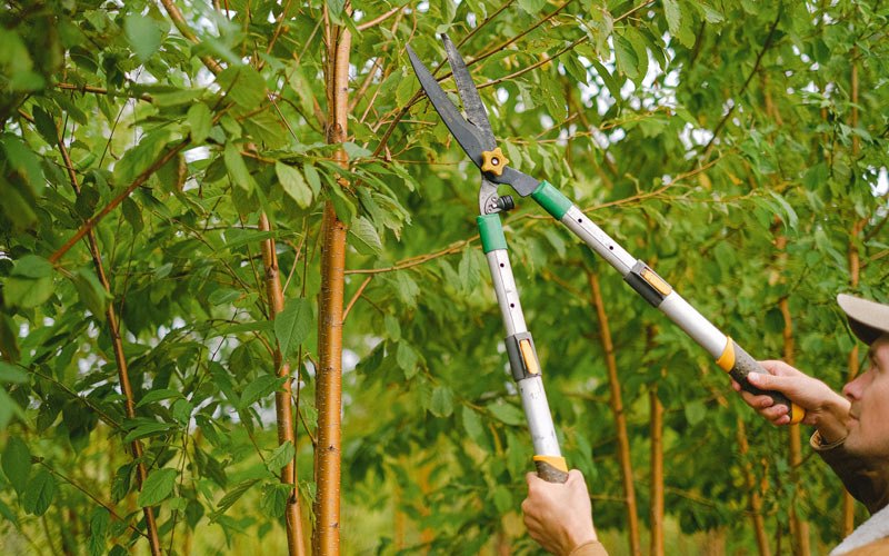 Tree trimming in Coquille, OR